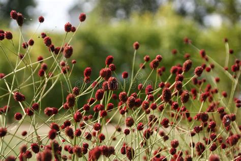 Red Autumnal Round Flowers Stock Photo Image Of Bokeh 125619906