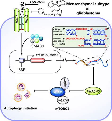 A Schematic Diagram Illustrates The Regulation Of Autophagy By The Tgfβ