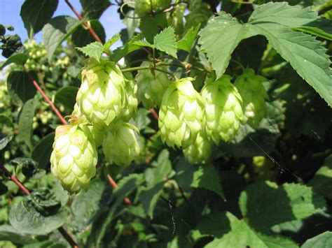 HOW TO GROW HOPS - Humulus lupulus |The Garden of Eaden