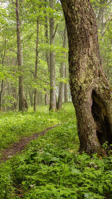 Trail In Monongahela National Forest Near Bickle Knob West Virginia