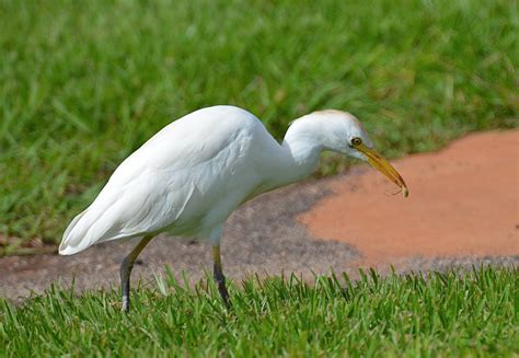 Definitive Guide To Cattle Egret Facts, Habitat, Conservation Status, Zoo Populations, Pictures ...