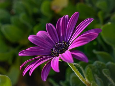 African Daisy Osteospermum Flower · Free photo on Pixabay