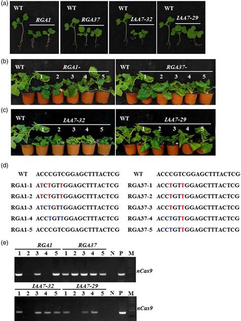 Phenotype Of Base‐edited Plants Of Rga And Iaa7 Genes Could Be Download Scientific Diagram