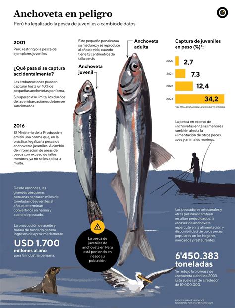 El sacrificio de la anchoveta: Perú flexibilizó pesca de juveniles sin