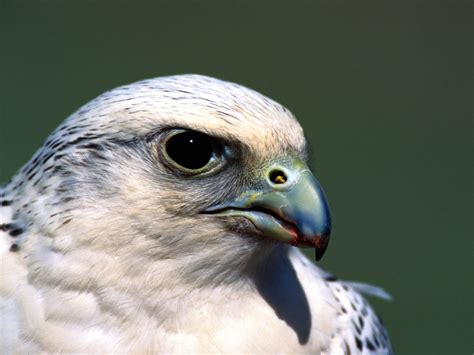 Falconiformes Wallpapers and Backgrounds