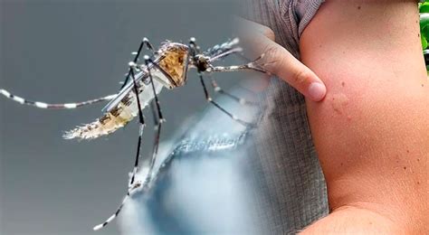 Cuál es la diferencia entre zancudo y dengue El Popular