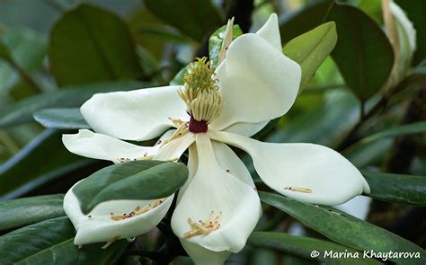 Trees of Tropical Asia - Magnolia grandiflora