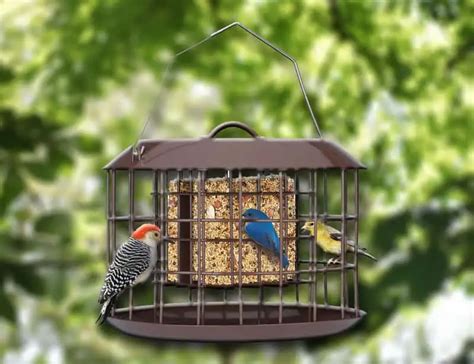 16 Best Squirrel-proof Bird Feeders And What To Fill It With