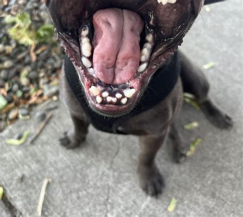 Pitbull Teeth Structure
