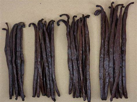 Nos gammes de vanilles au meilleur prix | Vanilla Grande Tradition France