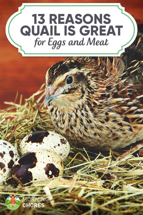 13 Legitimate Reasons to Start Raising Quail in Your (Urban) Homestead