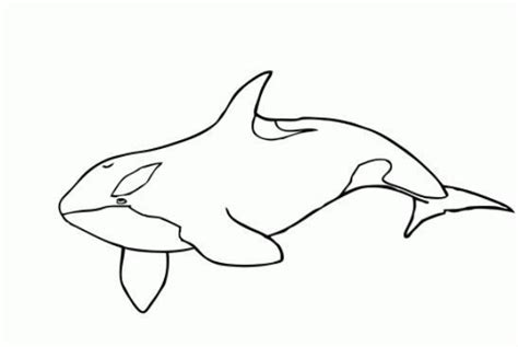 Find Killer Whale Coloring Page - Wordpresstemalarr