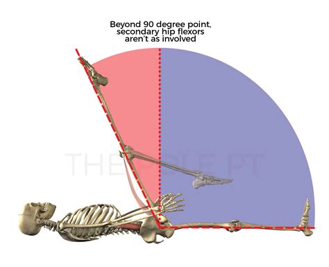 Anatomy of pole dance: 6 nerdy hip flexion facts! – The Pole PT