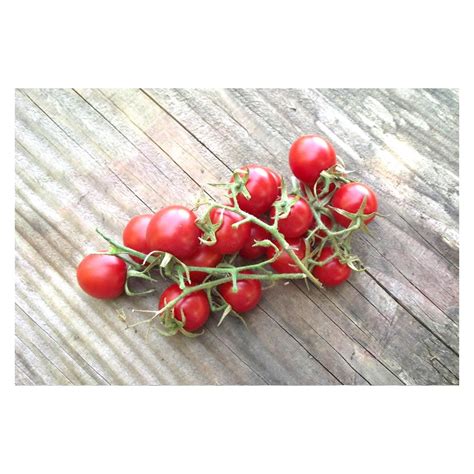 Tomate Cerise Miel Du Mexique Graines Anciennes Bio Boutique En Ligne