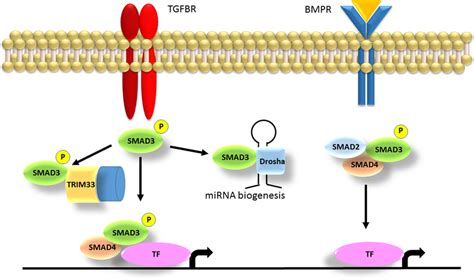 Roles of SMAD3 in the TGFβ and the BMP pathway The SMAD3 protein gets