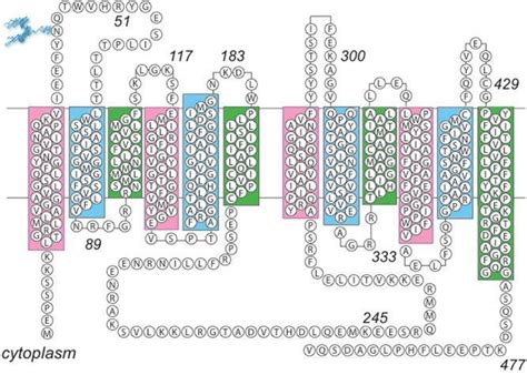 The Predicted Structure of GLUT1. Generated in Carruthers Laboratory... | Download Scientific ...