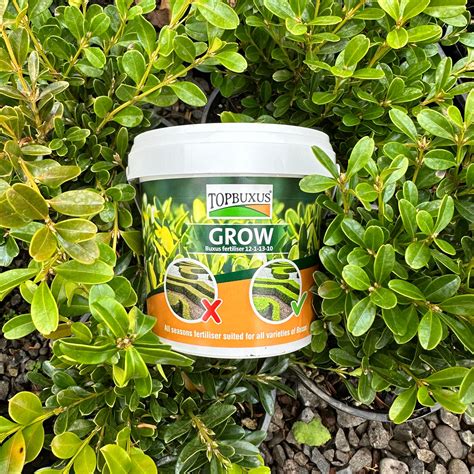 Say goodbye to Buxus Blight with... - Harrisons Gardenworld | Facebook