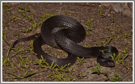 Black Pine Snake | Florida Backyard Snakes