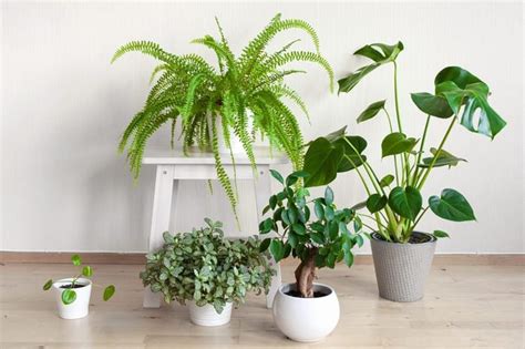 28 Low Light Indoor Plants That Thrive In Near Darkness Best Mystic Zone