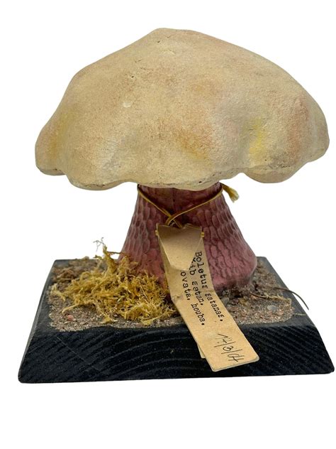 Mushroom Scientific Name 2