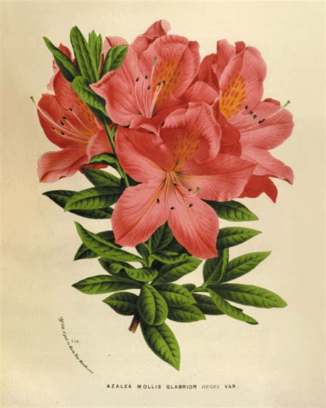 Azalea Flower Drawing At Getdrawings Free Download