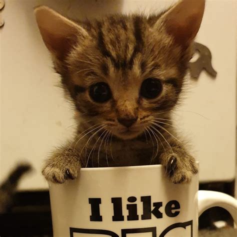 Jaiden Jaiden Gay Twitter