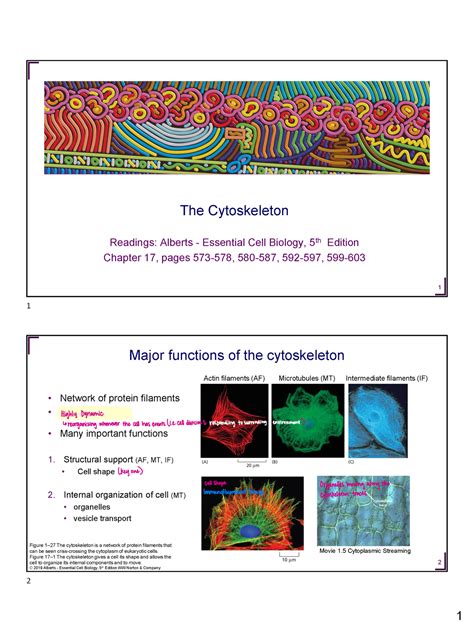 S2W4 2pp 5B1 5D - Bio130 section 2 week 4 - 1 The Cytoskeleton Readings ... 
