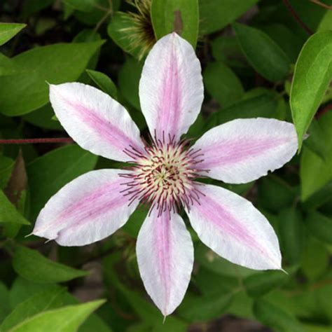 Nelly Moser Clematis Fine Gardening