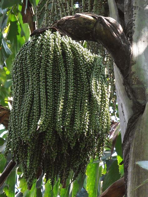 Fishtail Palm