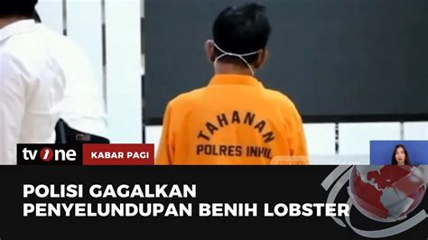 Penyelundupan Puluhan Ribu Benih Lobster Berhasil Digagalkan Kabar