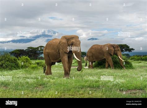 African Bush Elephants Loxodonta Africana With Mount Kilimanjaro In