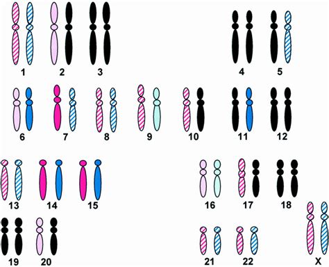 American College Of Medical Genetics Statement On Diagnostic Testing