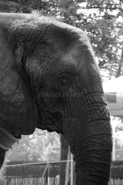 Elefante En Blanco Y Negro Foto De Archivo Imagen De Fuerte