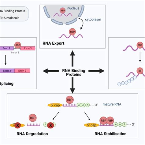 Schematic Diagram Summarizing The Various Roles Of Rna Binding Proteins Download Scientific