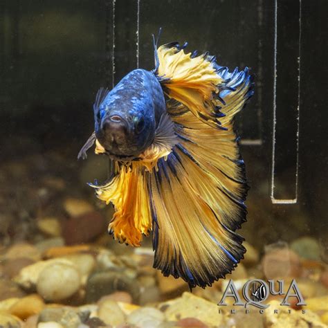 Mustard Gas Halfmoon Betta Male Betta Splendens Aqua Imports