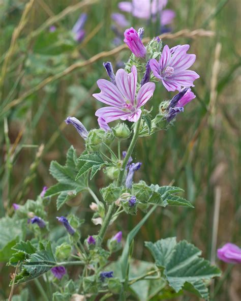 Malva sylvestris - Изображение особи - Плантариум