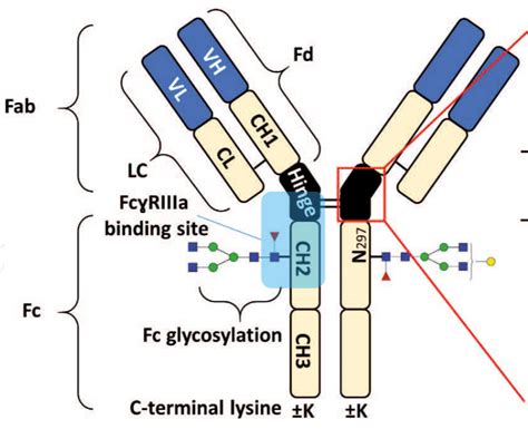 Analytical Characterization of Monoclonal Antibodies with Novel Fc Rec ... 