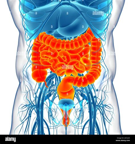 Intestin Grêle Et Gros Intestin 3d Illustration Système Digestif Humain