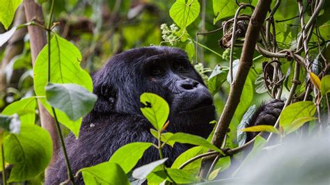 Bwindi gorilla tracking on Budget —Affordable gorilla trekking holidays