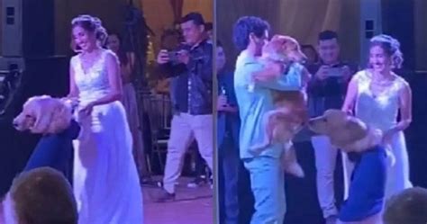 Bailan Perritos Con Sus Dueños El Día De Su Boda El Diario Mx