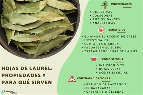 Hojas De Laurel Propiedades Para Qué Sirven Y Contraindicaciones Guía Completa