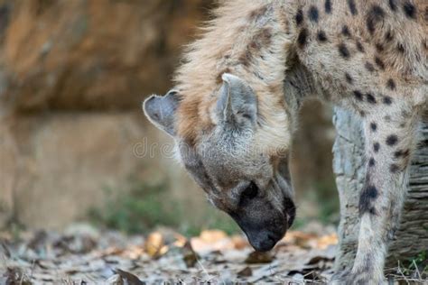 Spotted hyena stock image. Image of behavior, looking - 152457063