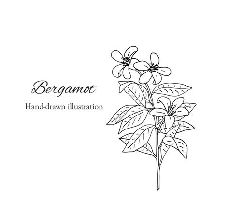 Hand drawn bergamot flower branch 26584142 Vector Art at Vecteezy