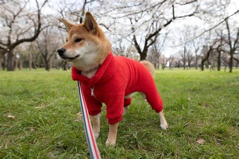 Cão shiba inu em pé na grama no cão do parque em uma grama verde e