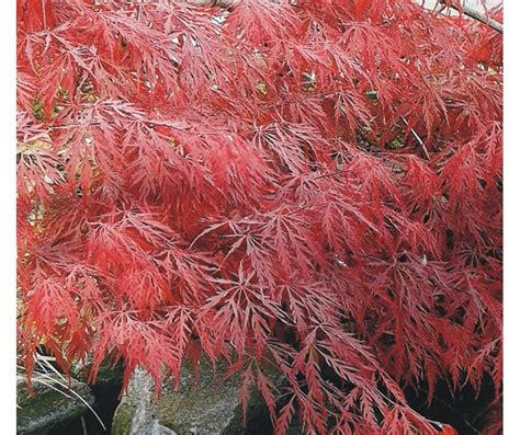 Acer Palmatum Dissectum Garnet O Arce Japon S Para Jard N