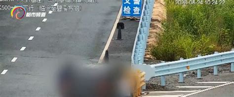 高速上倒车、交换驾驶人 交警：胆子大了，还是无证驾驶！腾讯新闻