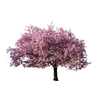 Árbol Floreciendo en Primavera PNG transparente StickPNG