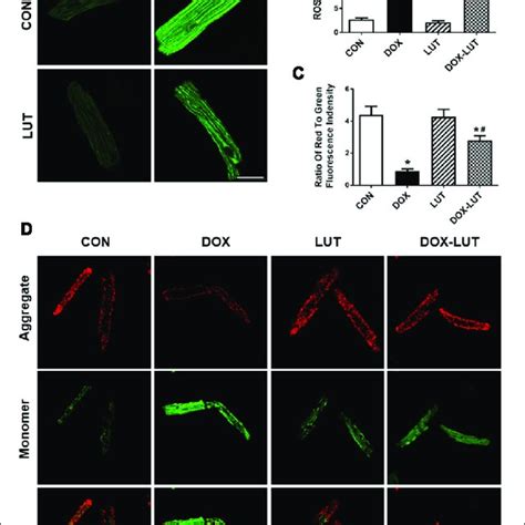 Effect Of Luteolin On Doxorubicin Induced Cardiomyocyte Mitochondrial