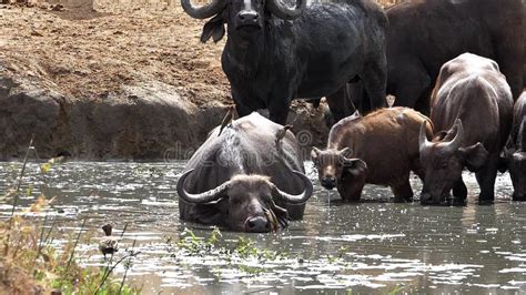 African Buffalo Syncerus Caffer Group Drinking At Water Hole Female