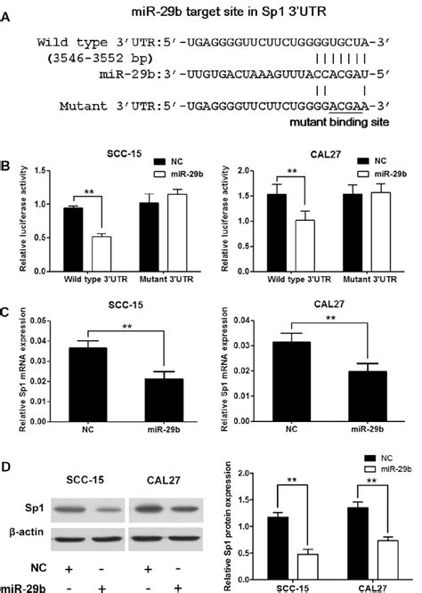 Sp Was A Direct Target Gene Of Mir B A The Seed Sequence Of